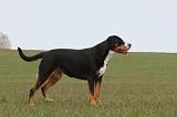 GRAND BOUVIER SUISSE 091